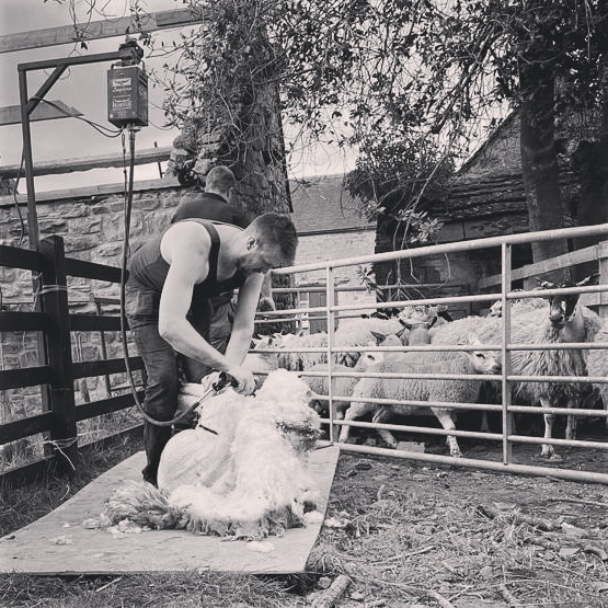 Shearing the Sheep
